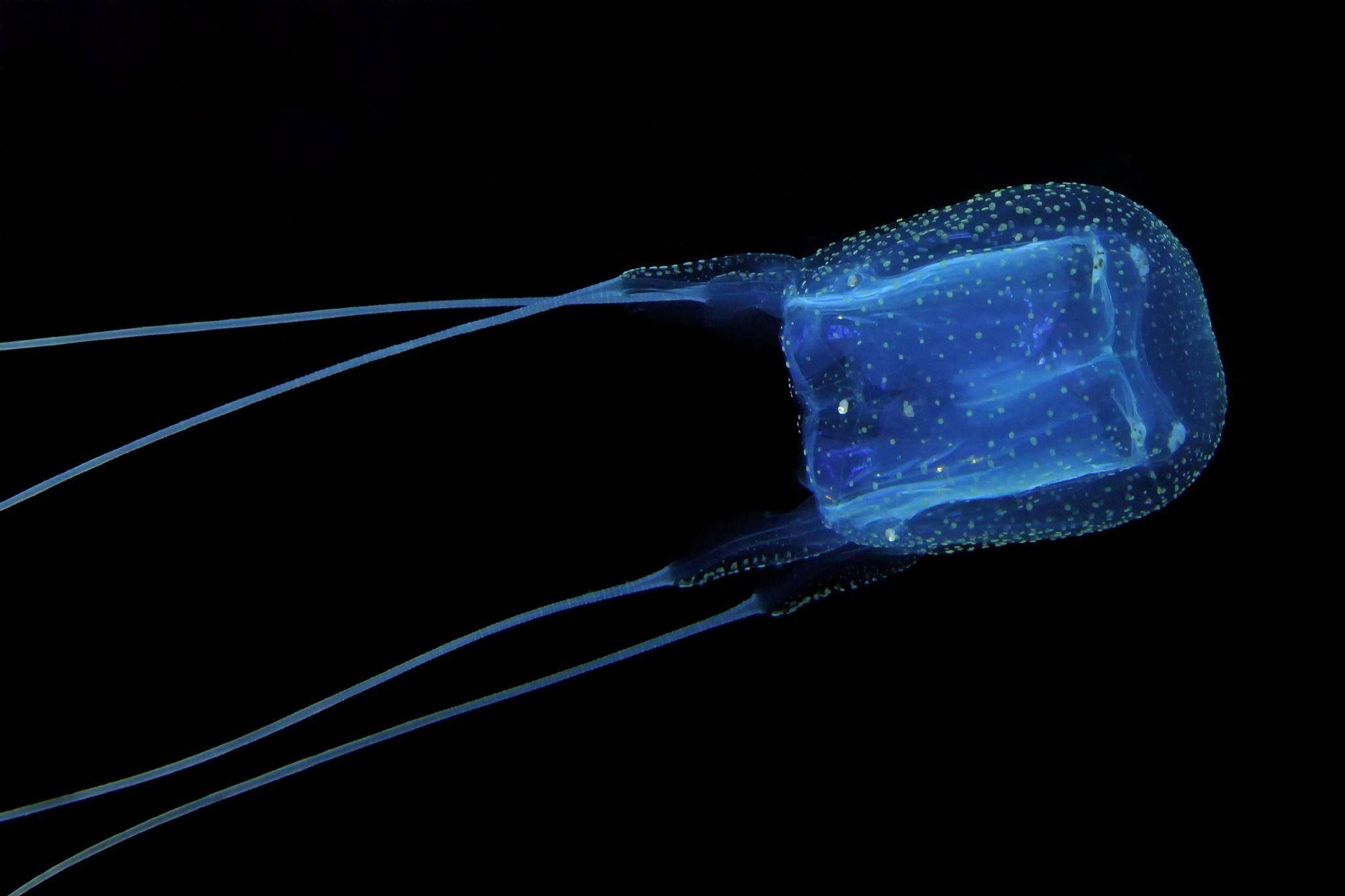 box jellyfish